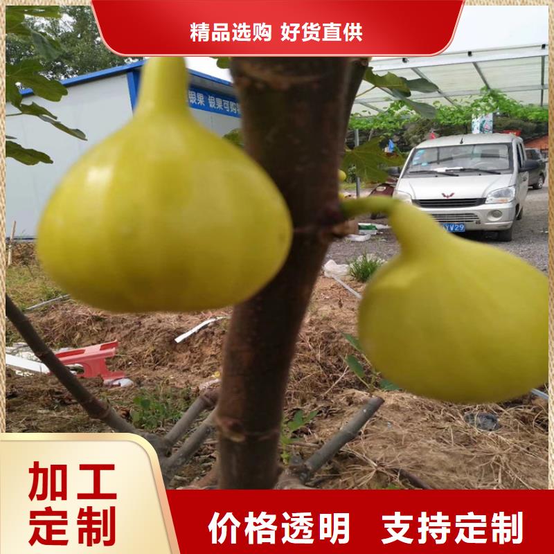 【无花果梨树苗多年行业经验】