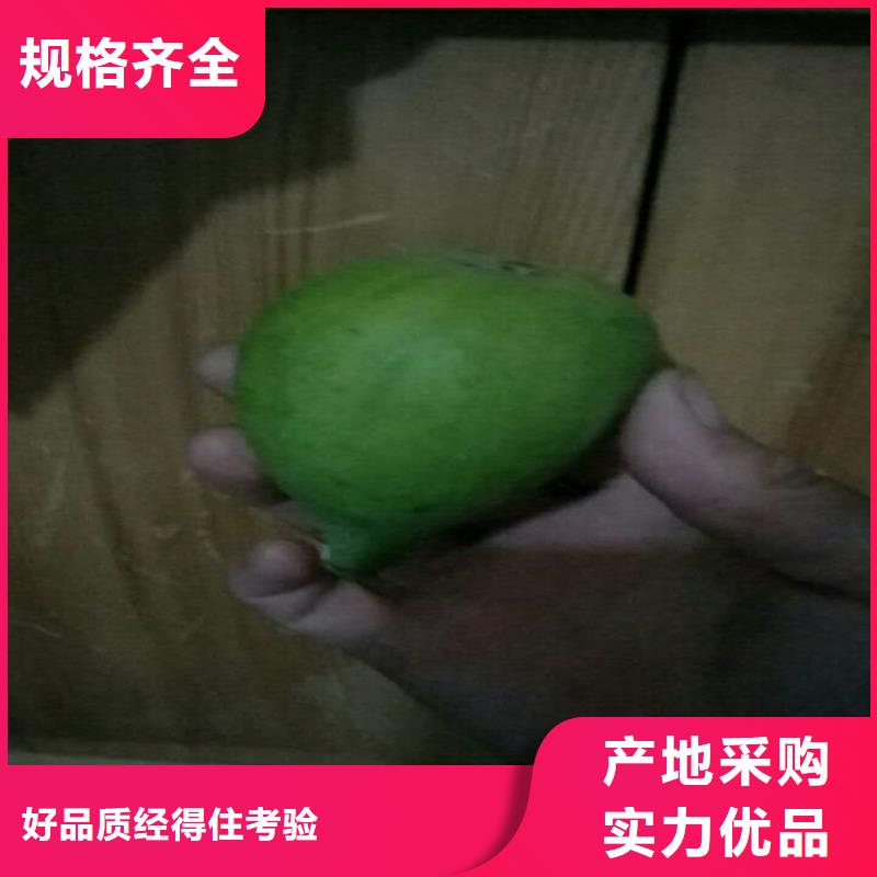 无花果蓝莓苗设计合理