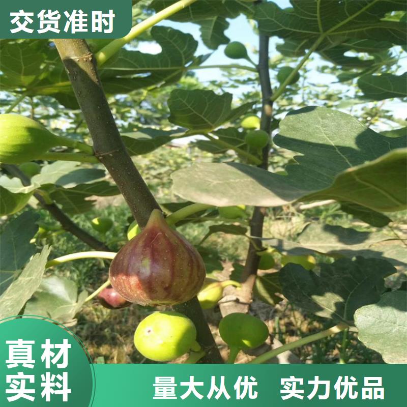 无花果李子苗厂家案例