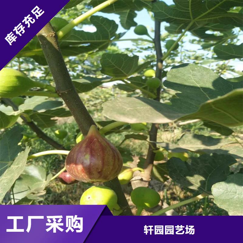 无花果3公分石榴苗资质认证