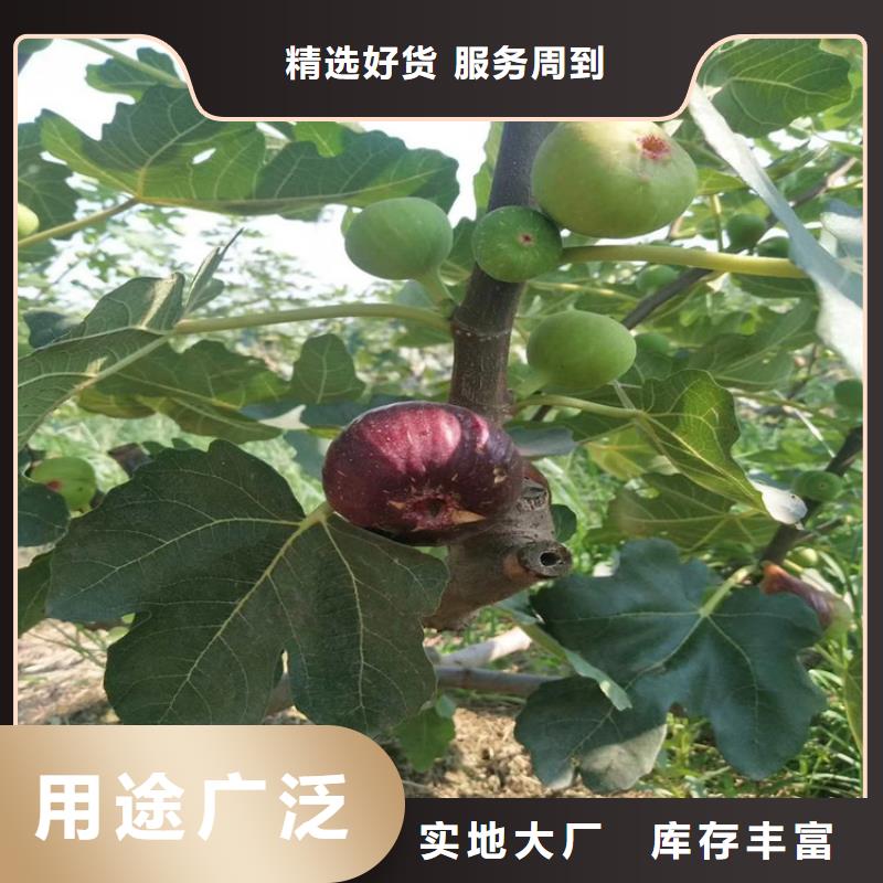 无花果苹果苗源头厂商