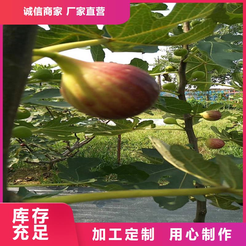 无花果樱桃苗工艺层层把关