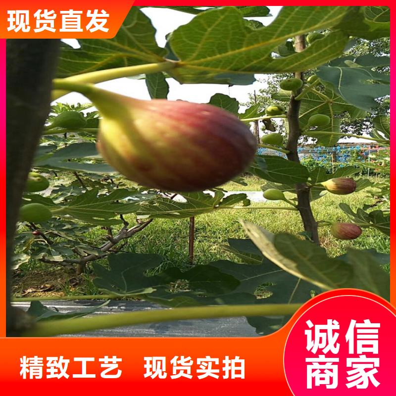 无花果_黄瓜苗现货快速采购