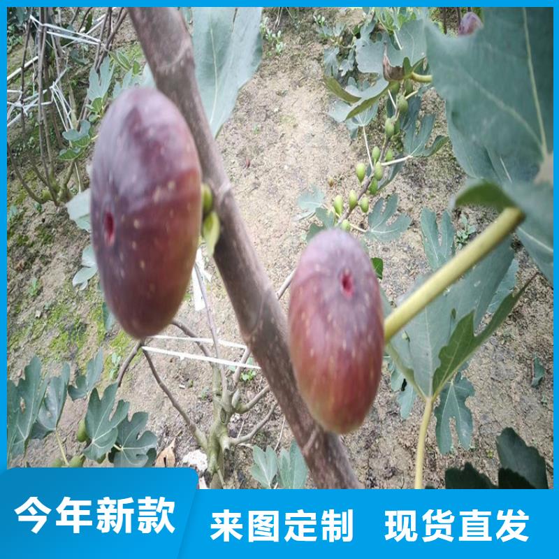 无花果蓝莓苗设计合理