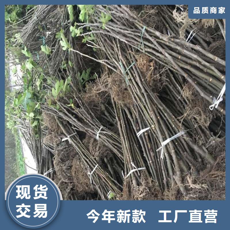 无花果苹果苗欢迎来电咨询