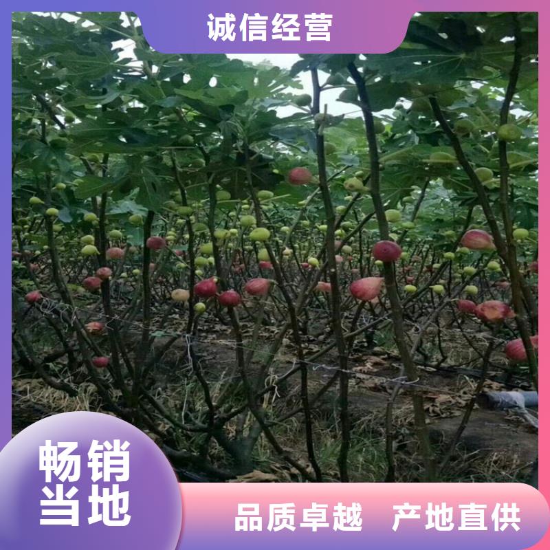 无花果樱桃苗源头厂家直销