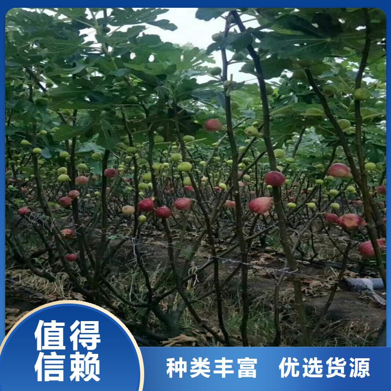 无花果苹果苗货源充足