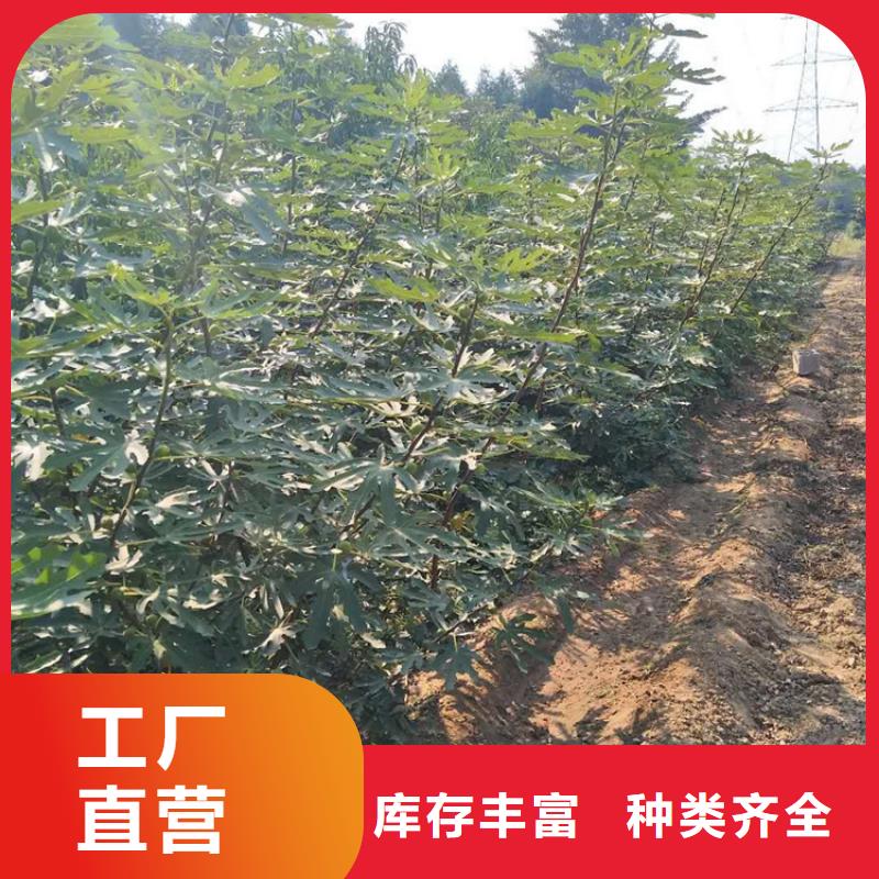 无花果蓝莓苗发货迅速