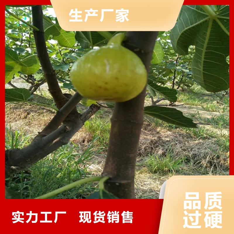 无花果梨树苗品质信得过