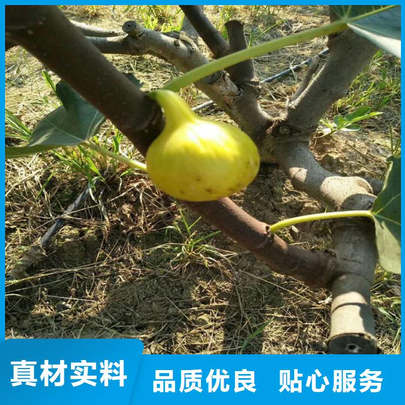 无花果李子苗厂家案例