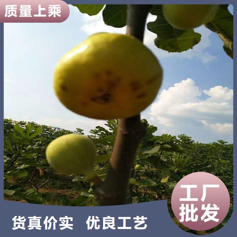 无花果苹果苗源头厂商