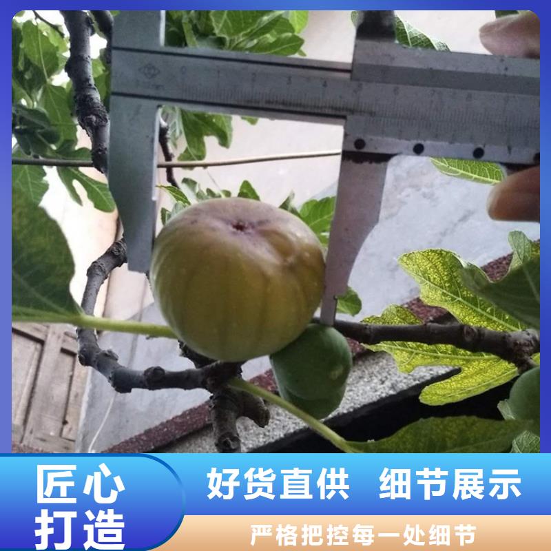 无花果苹果苗货源充足