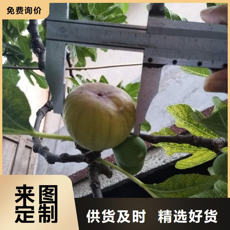 无花果_黄瓜苗现货快速采购