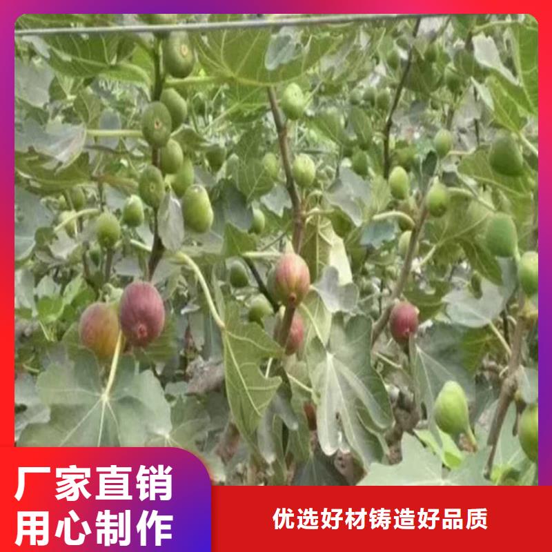 【无花果】红石榴苗基地好货直供