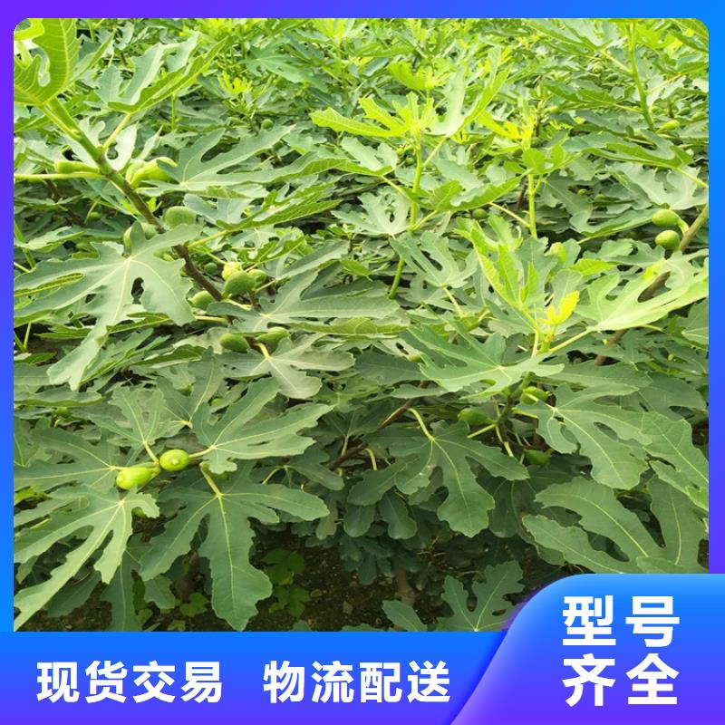 无花果嘎啦苹果就近发货