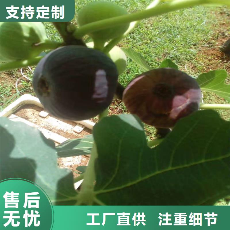 【无花果】苹果苗N年大品牌