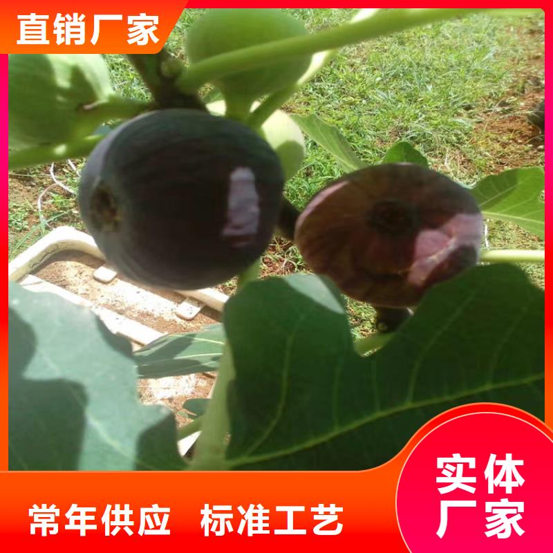 无花果猕猴桃苗实力厂家直销