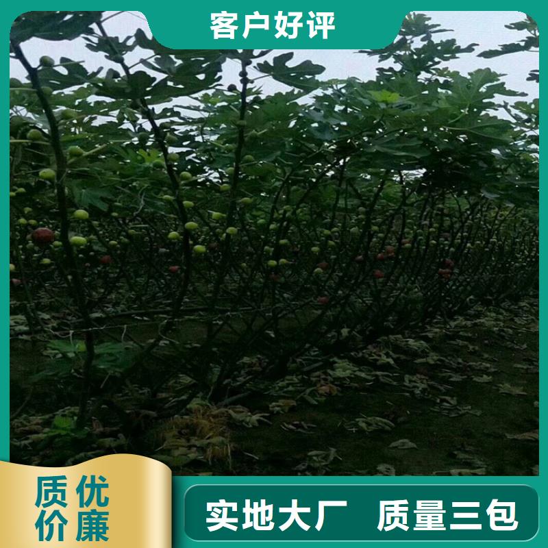 无花果北美冬青原料层层筛选