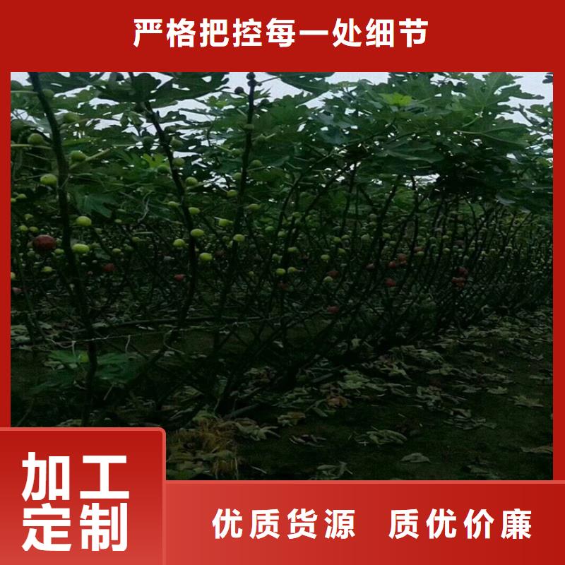 无花果杏树苗安心购