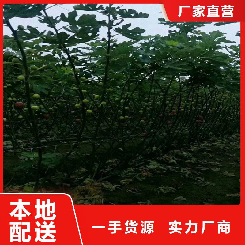 无花果樱桃苗正品保障