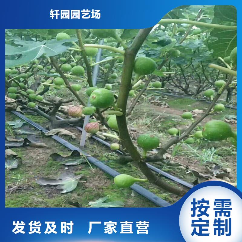 无花果苹果苗严格把控质量