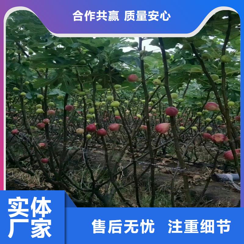 无花果_石榴树厂家直销省心省钱