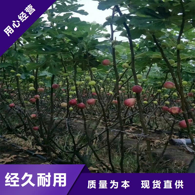 无花果,苹果苗打造行业品质