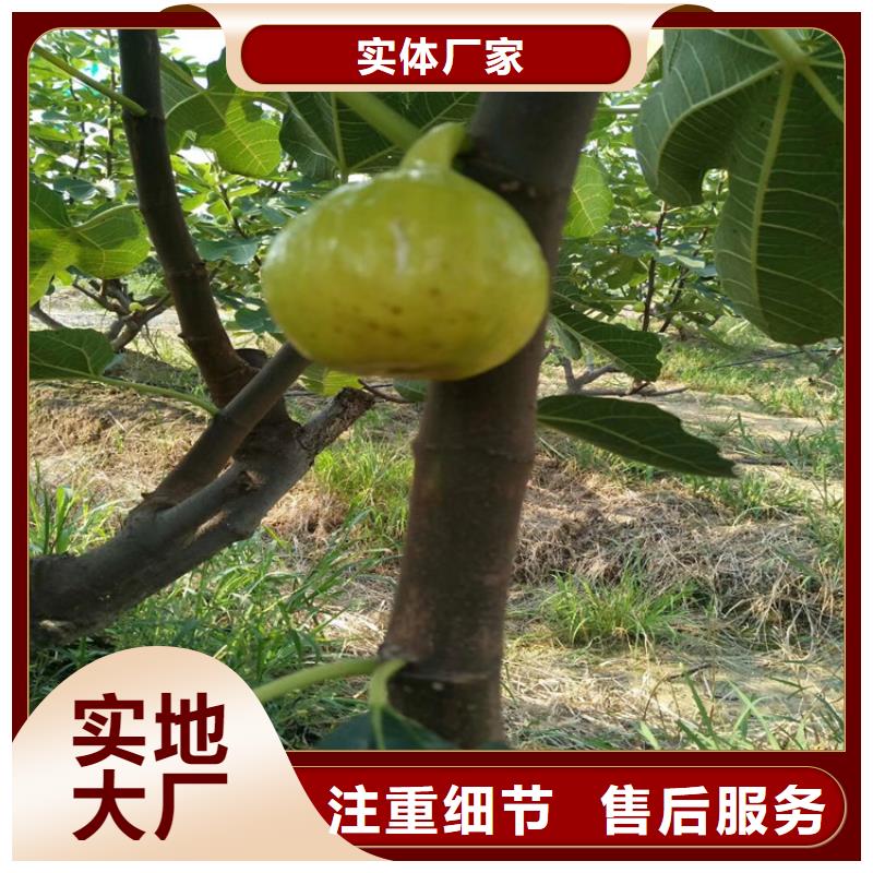 无花果_苹果苗常年出售