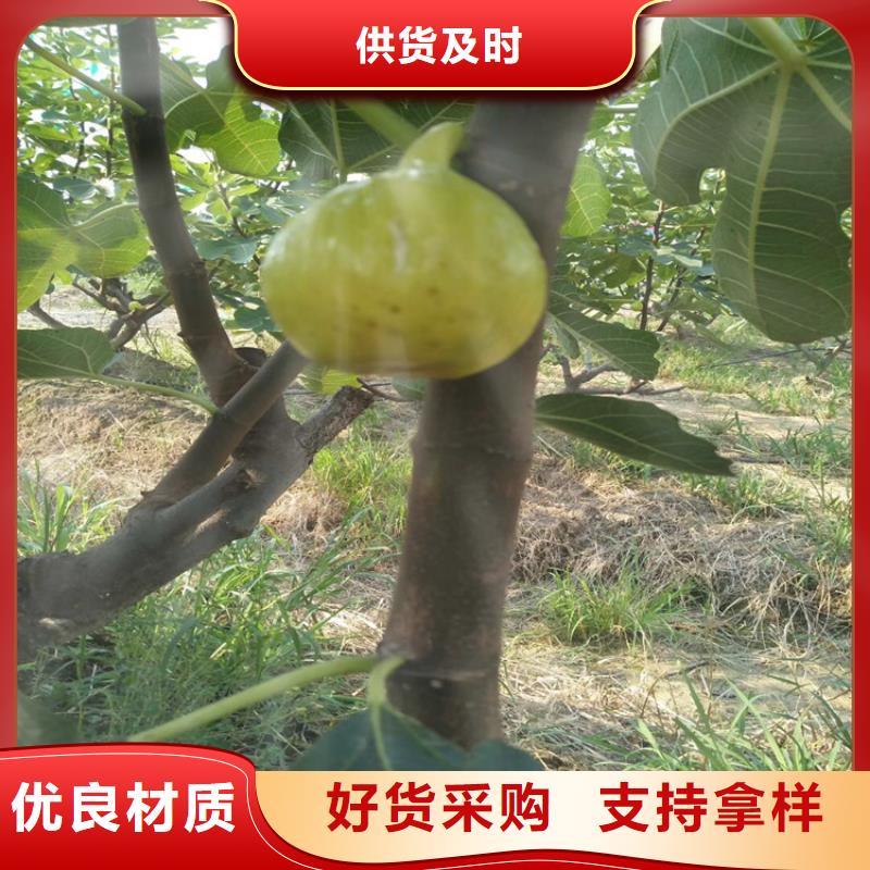 无花果苹果苗欢迎来电咨询