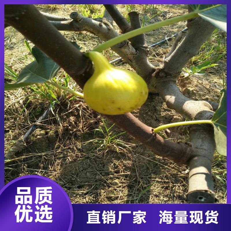 无花果,樱桃苗支持定制批发