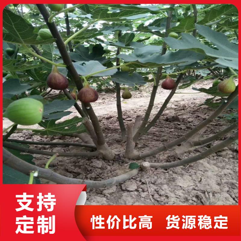 无花果桃树苗就近发货