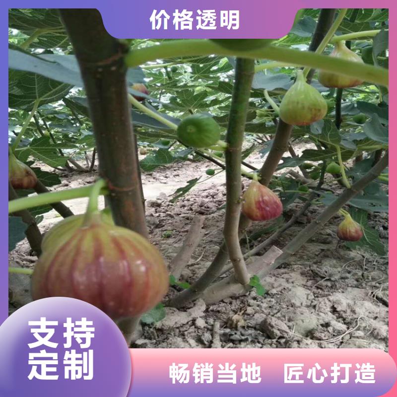 无花果石榴树行业优选