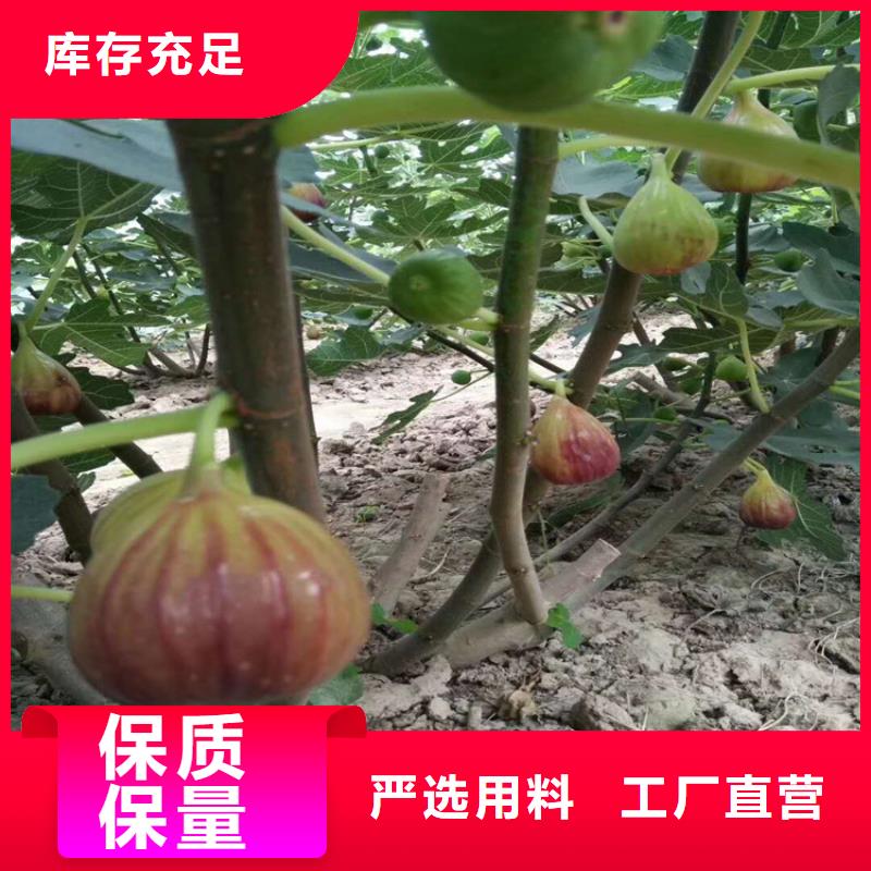 无花果_黄瓜苗现货快速采购