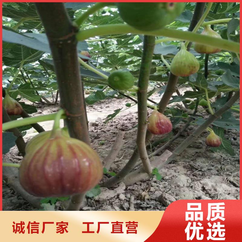 【无花果】苹果苗一周内发货