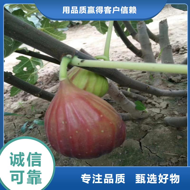 无花果苹果苗源头厂商