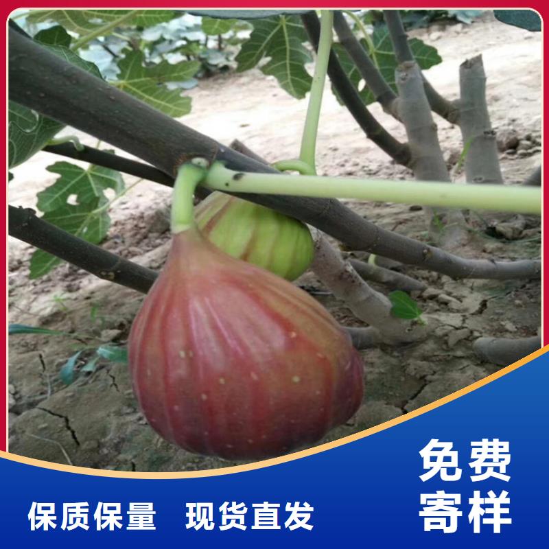 无花果苹果苗品质保障价格合理