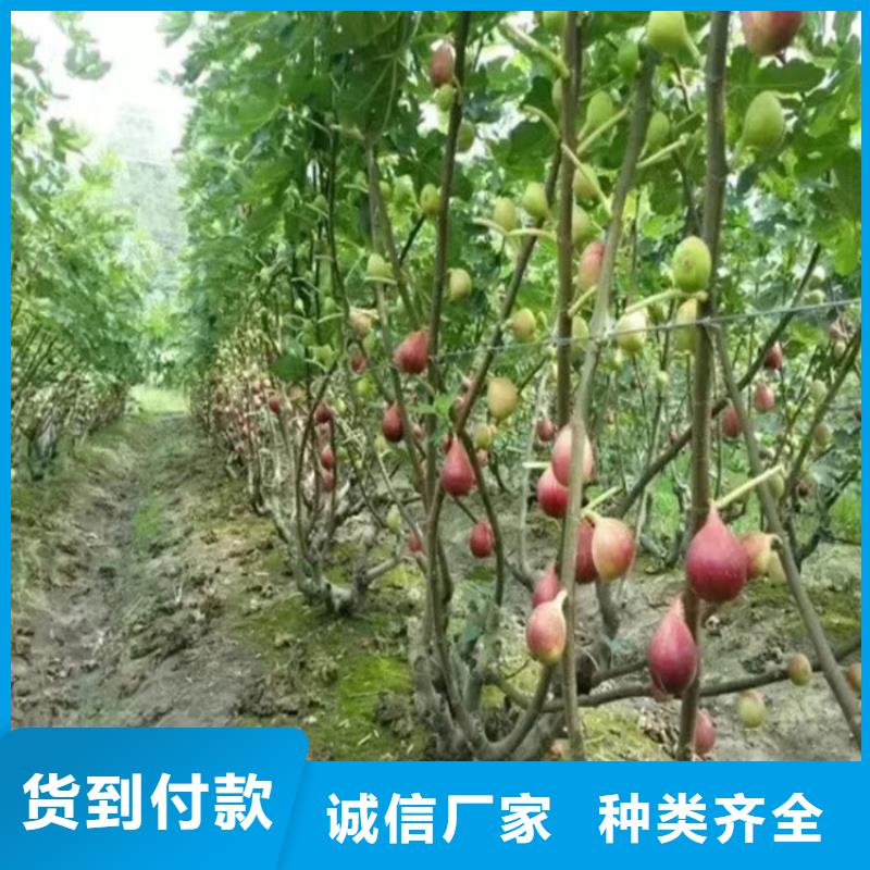 【无花果】桃树苗您想要的我们都有