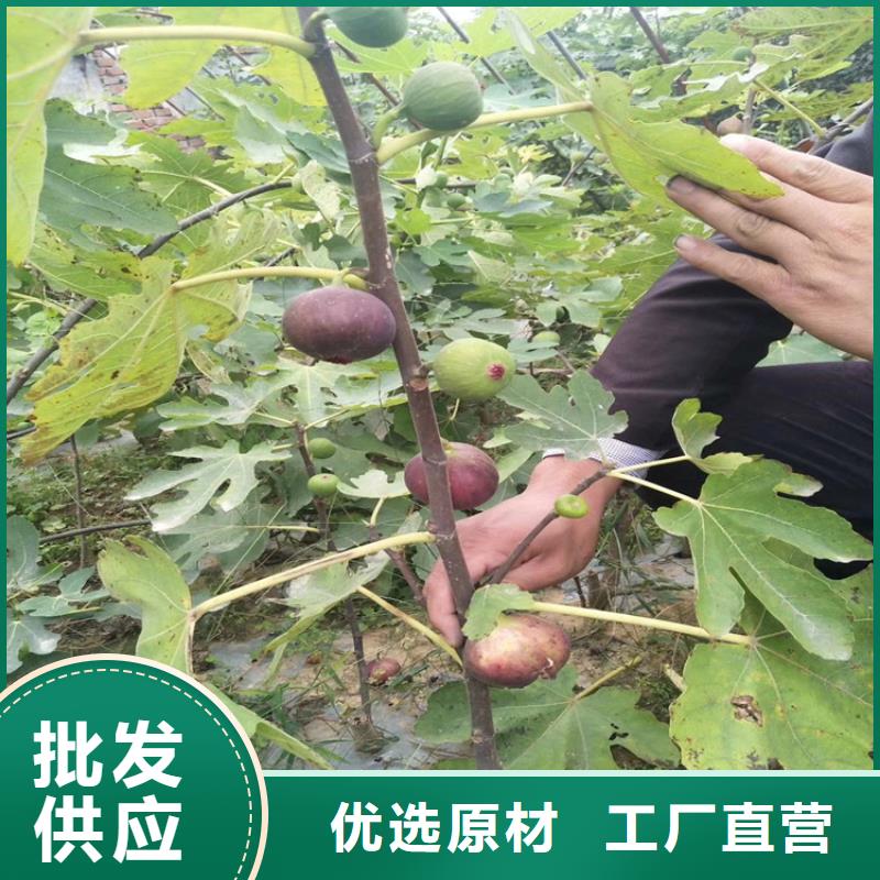 无花果蓝莓苗设计合理