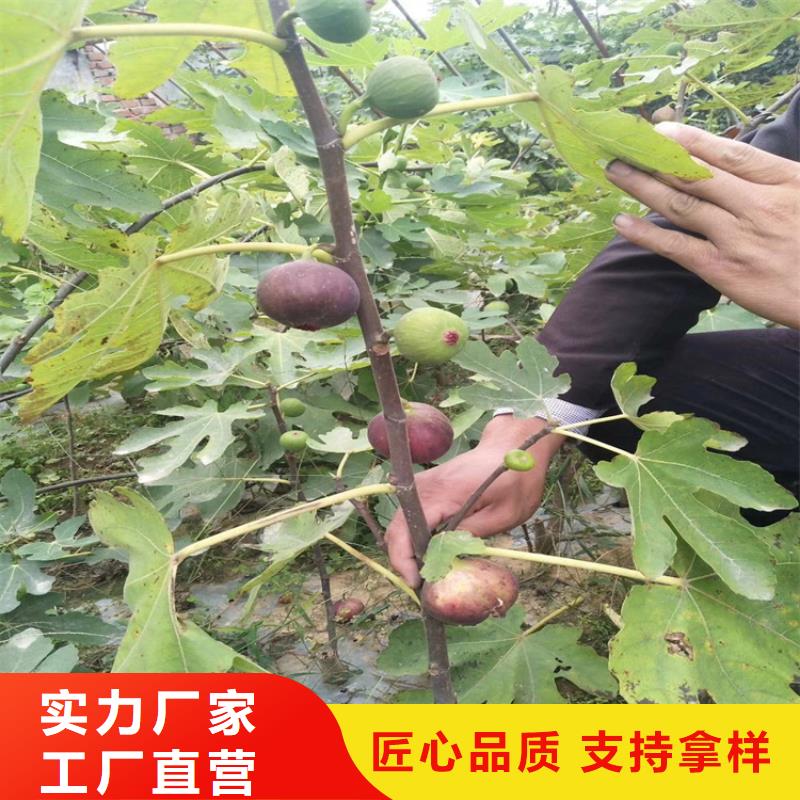 无花果红石榴苗基地诚信商家