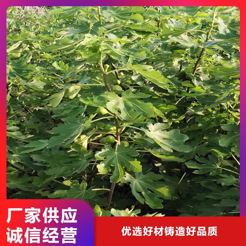 无花果桃树苗货源充足