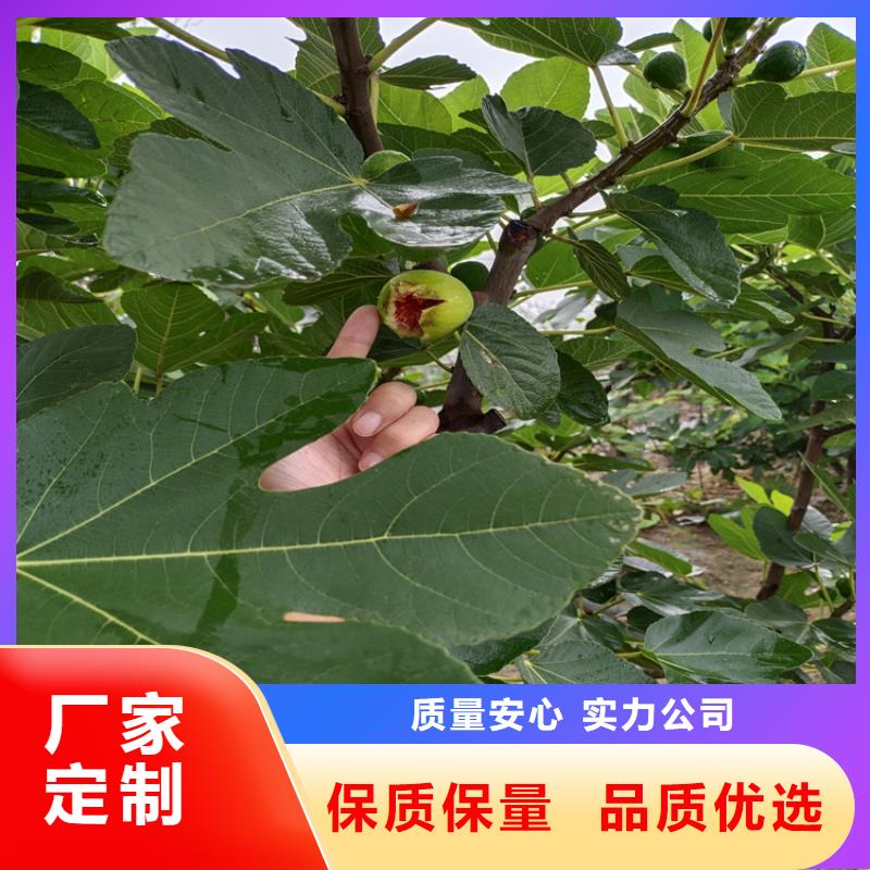 无花果杏树苗安心购