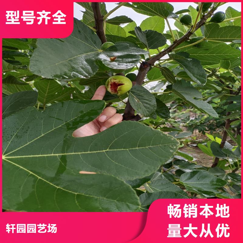 无花果苹果苗源头厂商