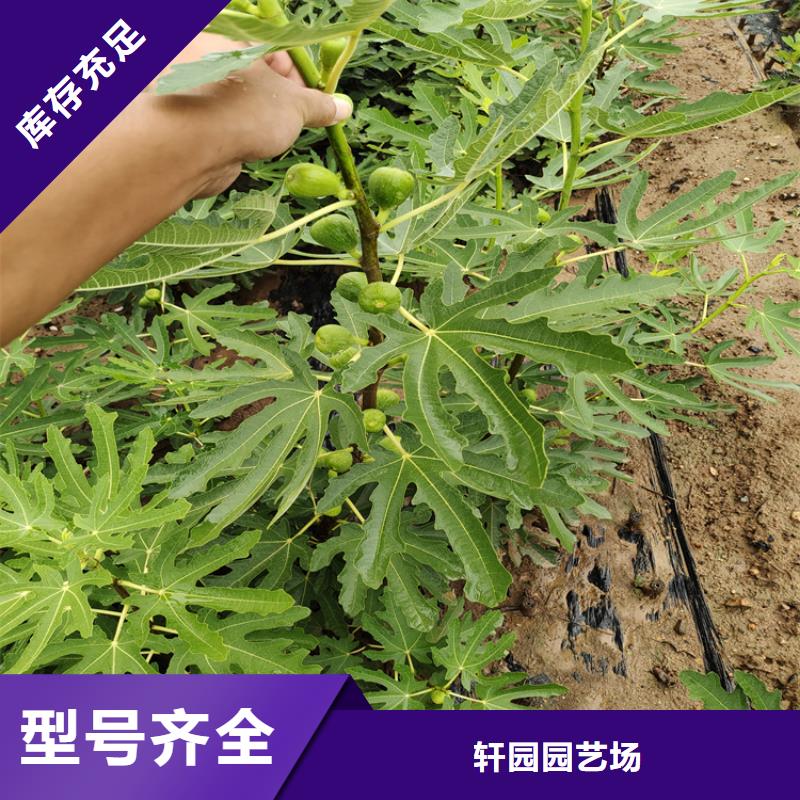 无花果,苹果苗打造行业品质