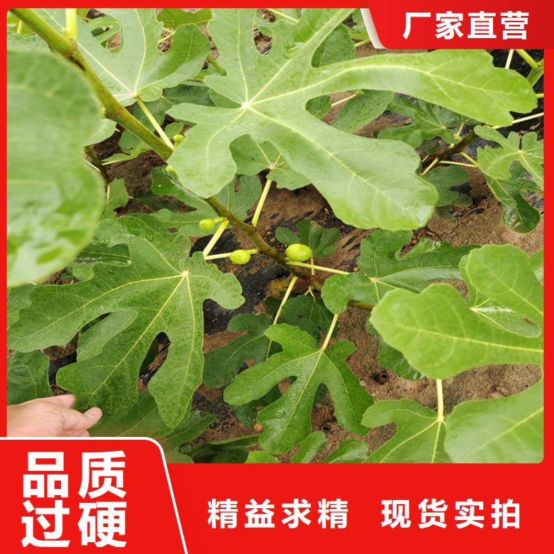 无花果-北美冬青严选用料