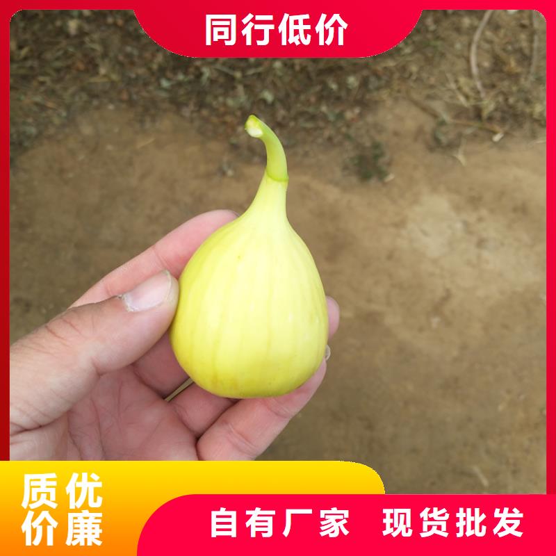 无花果草莓苗价格低