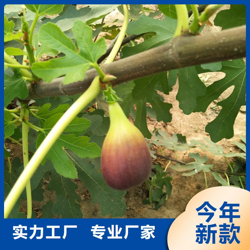 无花果桃树苗货源充足