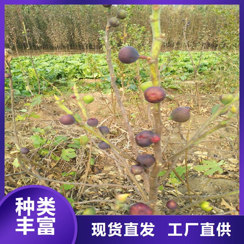 【无花果】苹果苗一周内发货