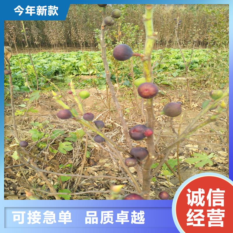 无花果-石榴树匠心打造