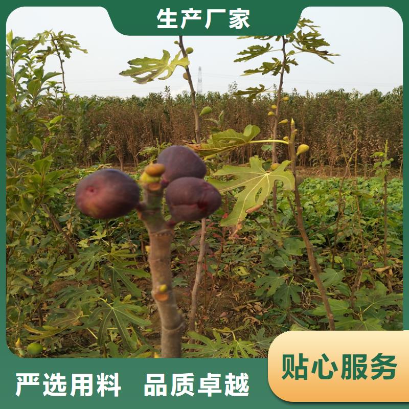 无花果苹果苗源头厂商