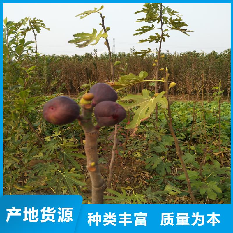 无花果_苹果苗常年出售